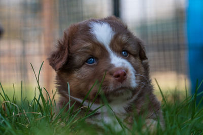 Portrait of dog