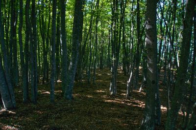 View of trees in forest