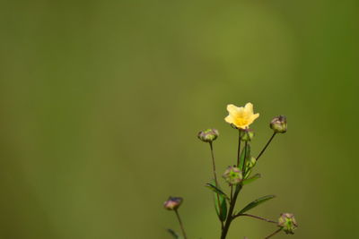 Close-up of yellow flowering plant
