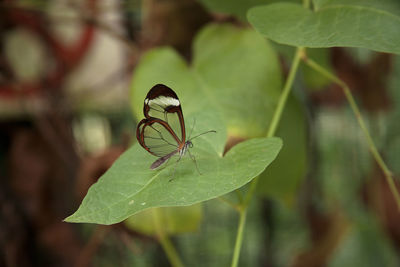 Close-up of insect on plant