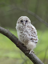 Portrait of owl on branch