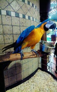 Close-up of bird perching on feeder