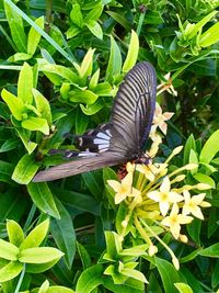 Butterfly pollinating flower