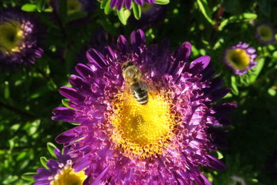 Close-up of butterfly on flower