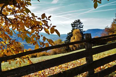 Low angle view of trees against sky