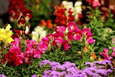 Close-up of pink flowers blooming outdoors