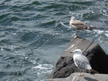 Seagulls perching on a sea