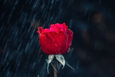 Close-up of red rose in rainy season