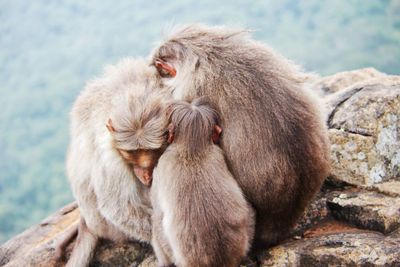 Three monkeys hugging each other, monkey family 