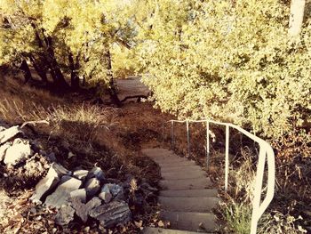 Footpath amidst trees