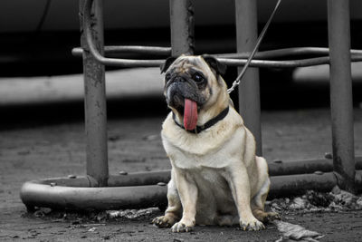 Portrait of a cute dog sitting on street