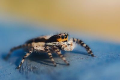 Close-up of spider