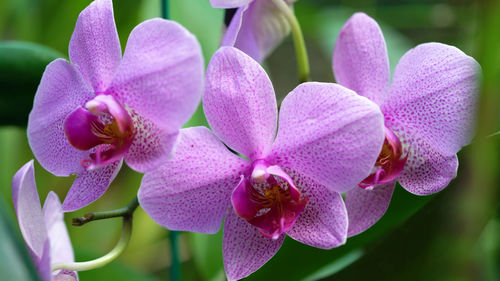 Close-up of pink orchids