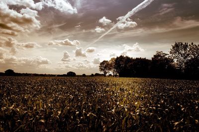 Scenic view of field against sky
