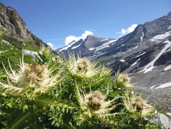 Close-up of cactus against mountain range