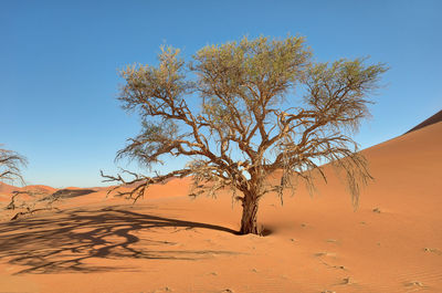 Dead vlei in naukluft national park, namibia, taken in january 2018