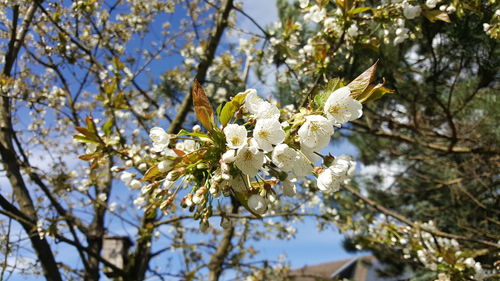 Low angle view of apple blossoms in spring