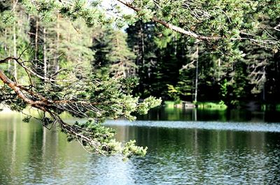 Reflection of trees in water