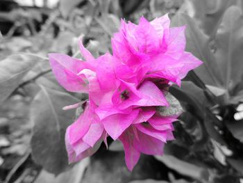 Close-up of pink flowers