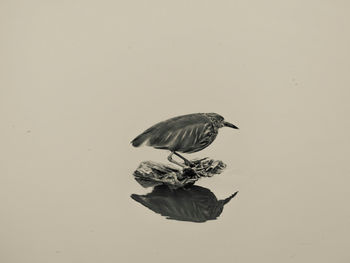 Close-up of bird in water