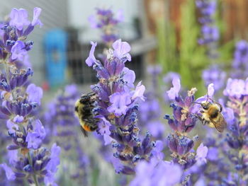 Close-up of bee on lavender