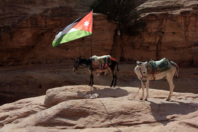 Donkeys standing next to a jordan flag in petra, jordan