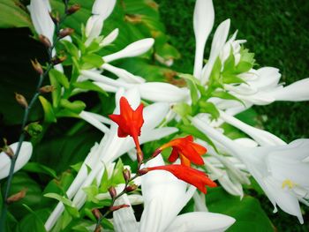 Close-up of red flowers