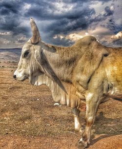 Close-up of horse on beach against sky