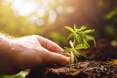 Close-up of hand holding small plant