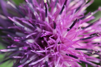 Close-up of purple flower