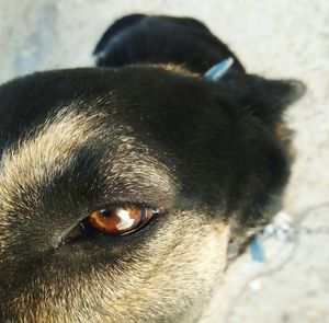 Close-up portrait of black dog