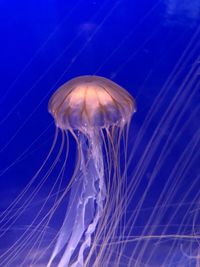 Close-up of jellyfish swimming in water