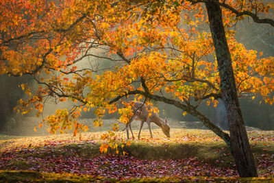 autumn