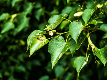 Close-up of fresh green leaves