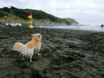 Dog on beach