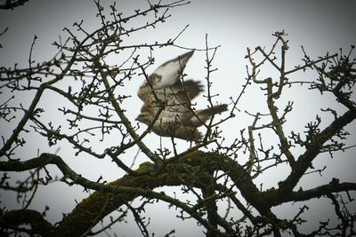Low angle view of birds perching on branch