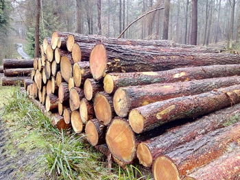 Stack of logs in forest