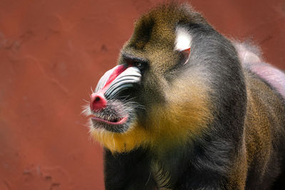 Mandrill against red background