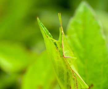 Close-up of plant