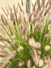 Full frame shot of plants on field