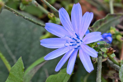 Close-up of purple flowering plant