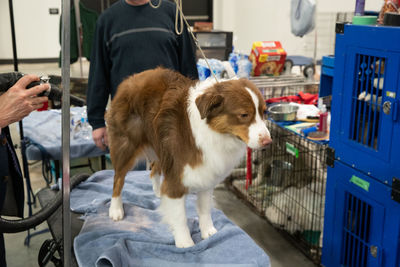 Close-up of a dog standing on a grooming table being dried with a blower