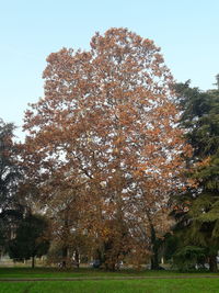 Trees in park against sky during autumn