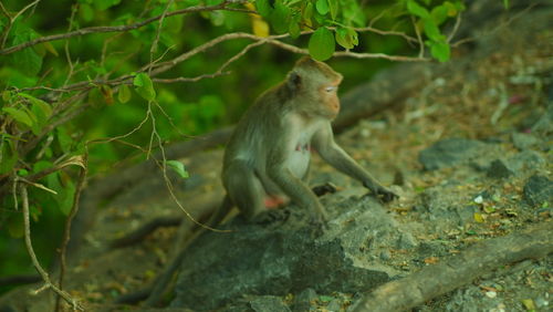 Monkey sitting on a plant