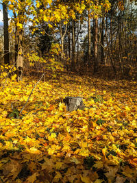 Yellow flowers growing on field during autumn