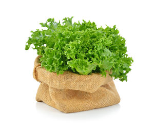 Close-up of fresh green plant against white background