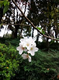 Close-up of white flowers blooming on tree