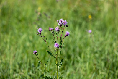 Close-up of purple flowering plant on field