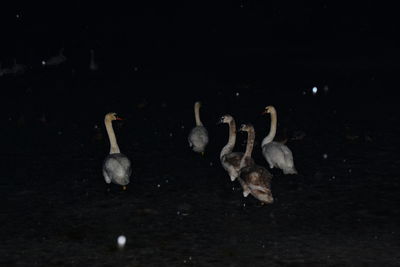 Ducks swimming in water at night