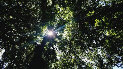 Low angle view of sunlight streaming through trees